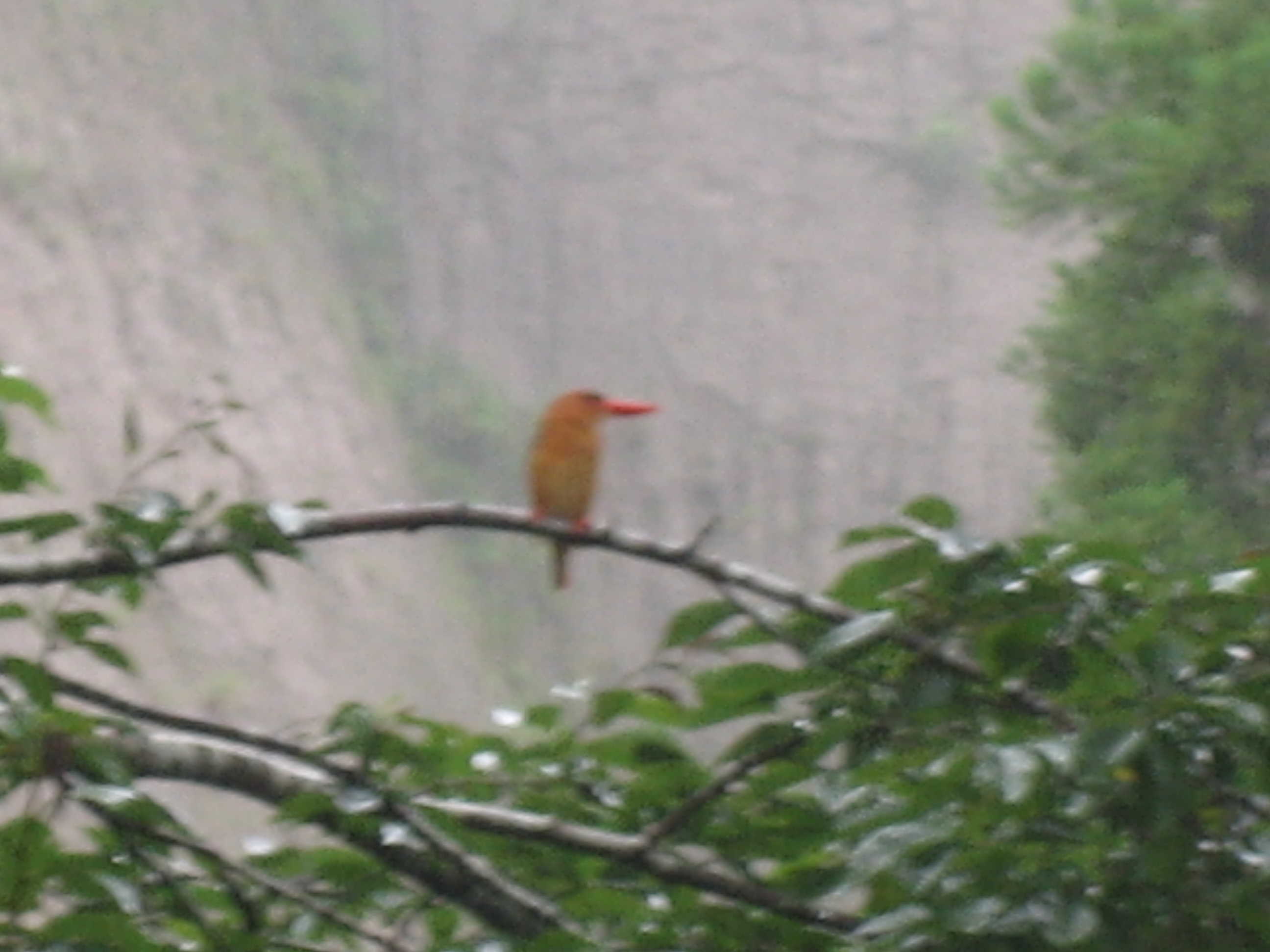 �t���[��